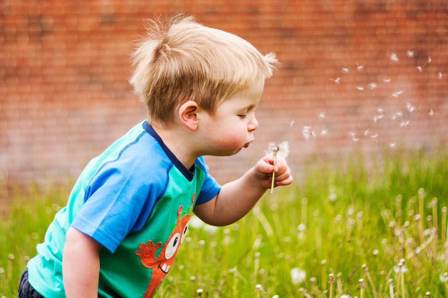 child blowing on flower